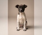 Tavi - Female Jack Russell Terrier-Unknown Mix Dog for Adoption - Small photo