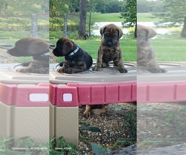 Medium Photo #6 Doberman Pinscher Puppy For Sale in BRANTLEY, AL, USA