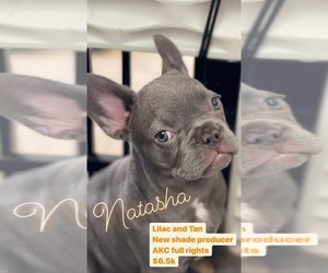 French Bulldog Puppy for sale in PALM BCH GDNS, FL, USA