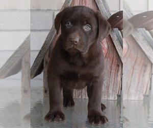 Labrador Retriever Puppy for sale in FREDERICKSBURG, OH, USA