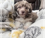 Small Photo #10 Havanese Puppy For Sale in MISHAWAKA, IN, USA