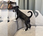Small #2 Mutt