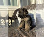 Mr Blue Collar - Male German Shepherd Dog Puppy for Sale - Small photo