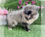 Small #18 Pomeranian