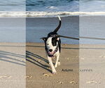 Small #2 American Pit Bull Terrier