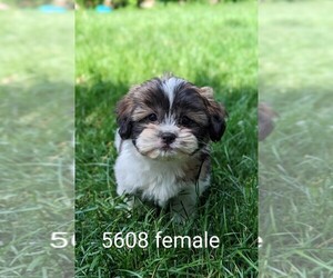 Zuchon Puppy for sale in CLARE, IL, USA