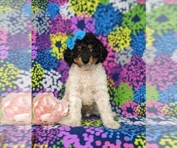 Medium Photo #3 Poodle (Toy) Puppy For Sale in KINZERS, PA, USA
