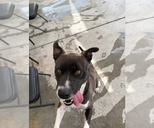 Caprese - Female Mutt Dog for Adoption - Photo #2
