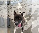 Small #1 Mutt
