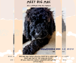 Small Photo #69 Bernedoodle Puppy For Sale in MOULTON, AL, USA