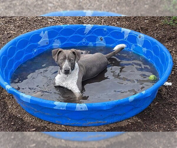 Medium Photo #2 Mutt Puppy For Sale in McKinleyville, CA, USA