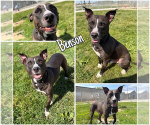 Staffordshire Bull Terrier Dogs for adoption in Pierceton , IN, USA