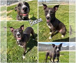 Small Staffordshire Bull Terrier