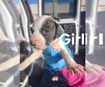 Small Photo #1 American Pit Bull Terrier-American Staffordshire Terrier Mix Puppy For Sale in Chester, VA, USA