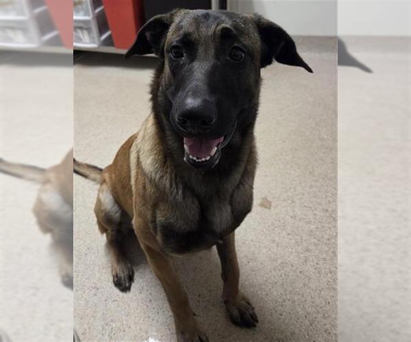 Medium Photo #1 German Shepherd Dog Puppy For Sale in Bakersfield, CA, USA