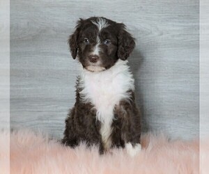 Aussiedoodle Puppy for sale in FREDERICKSBG, OH, USA