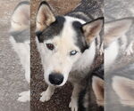 Small #4 Siberian Husky