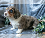 Small #1 Dachshund-Siberian Husky Mix