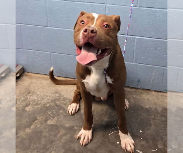 Medium Photo #3 American Pit Bull Terrier Puppy For Sale in Evansville, IN, USA