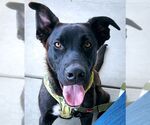 Small #5 Labrador Retriever Mix