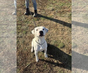 Mutt Dogs for adoption in Evansville, IN, USA