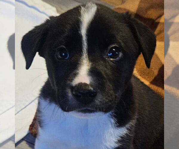 Medium Photo #1 Mutt Puppy For Sale in Jefferson, WI, USA