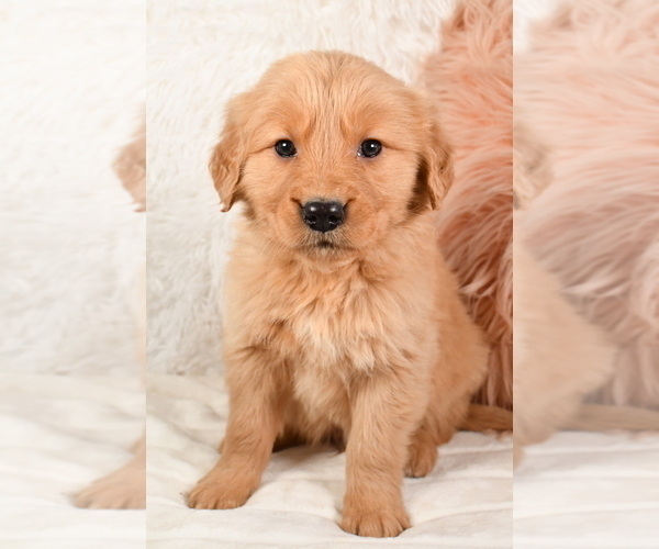 Medium Photo #4 Golden Retriever Puppy For Sale in MILLERSBURG, OH, USA