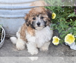 Small #2 Bichpoo