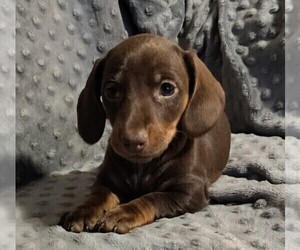 Medium Dachshund