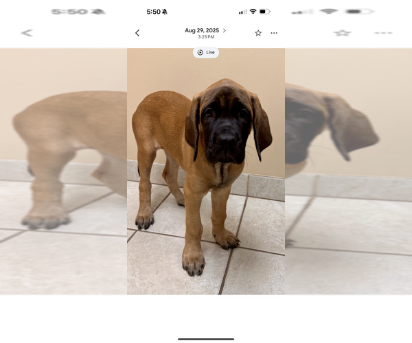 Medium Photo #2 Mastiff Puppy For Sale in OLATHE, KS, USA