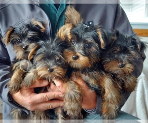 Yorkshire Terrier Puppy for sale in FRYTOWN, IA, USA