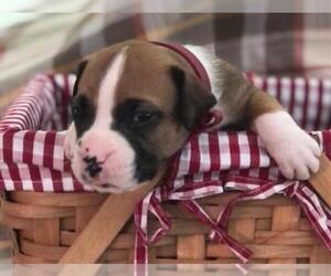 Boxer Puppy for Sale in AIKEN, South Carolina USA