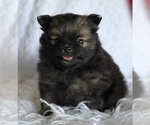 Image preview for Ad Listing. Nickname: Ellie