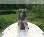 Small #3 German Shepherd Dog