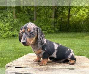 Dachshund Puppy for sale in MIDDLEBURY, IN, USA