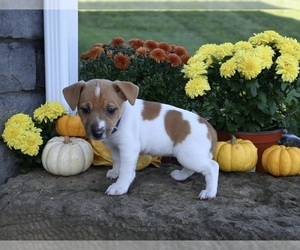 Jack Russell Terrier Puppy for sale in MILLERSBURG, OH, USA