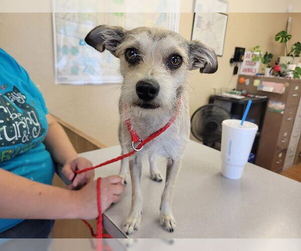 Medium Photo #1 Border Terrier-Unknown Mix Puppy For Sale in Frisco, CO, USA