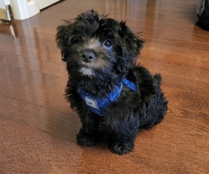 YorkiePoo Puppy for sale in SAINT CHARLES, MO, USA