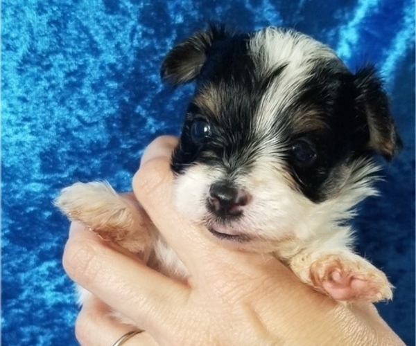 Medium Photo #5 Yorkshire Terrier Puppy For Sale in SARASOTA, FL, USA