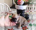 Puppy 4 French Bulldog