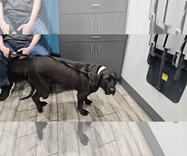 Medium Photo #2 Brazilian Mastiff Puppy For Sale in Jasper, AL, USA