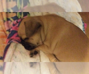 Pug Puppy for sale in NEW WAVERLY, TX, USA