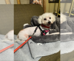 Small #4 Poodle (Miniature)