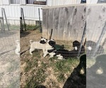 Small Photo #2 Border Collie-Siberian Husky Mix Puppy For Sale in ENGLISH, IN, USA