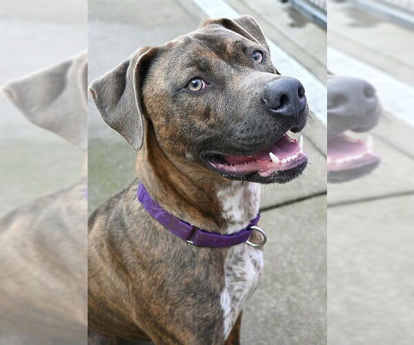 Medium Photo #2 Catahoula Leopard Dog-Unknown Mix Puppy For Sale in Sacramento, CA, USA