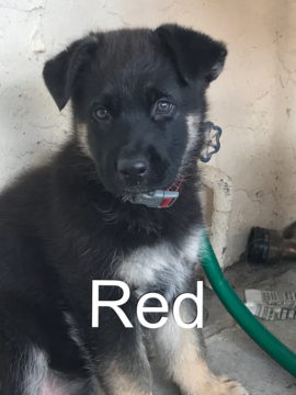 Medium Photo #1 German Shepherd Dog Puppy For Sale in HIALEAH, FL, USA