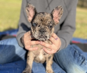 French Bulldog Puppy for sale in FRUIT HILL, SC, USA