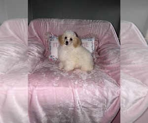 Poodle (Toy) Puppy for sale in DETROIT, MI, USA