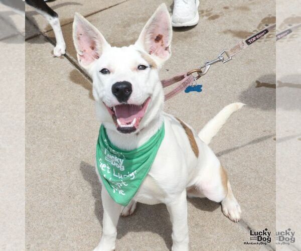 Medium Photo #8 Carolina Dog-Unknown Mix Puppy For Sale in Washington, DC, USA