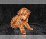 Small Photo #7 Goldendoodle (Miniature) Puppy For Sale in BLOOMINGTON, IN, USA